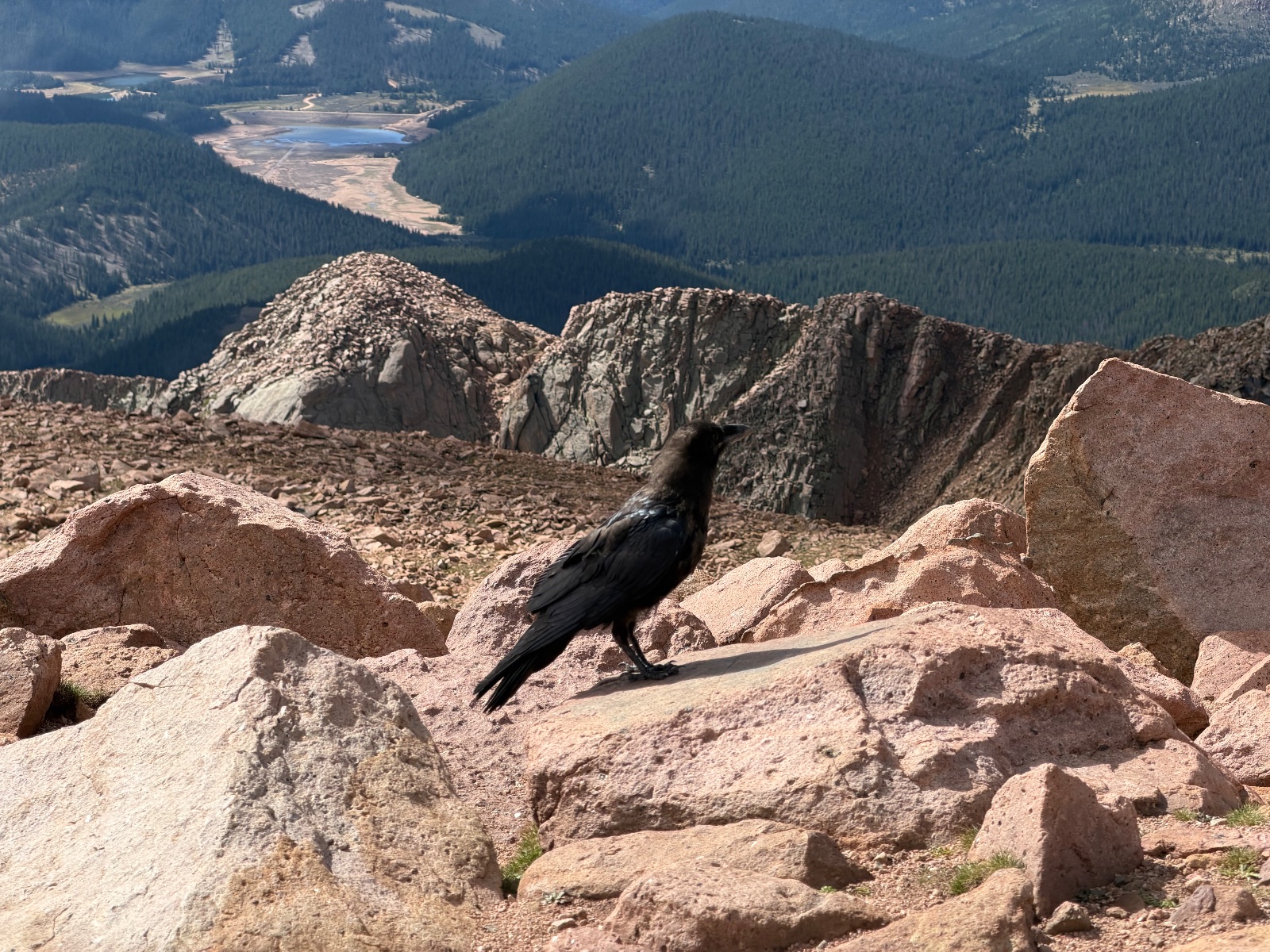 Common Raven