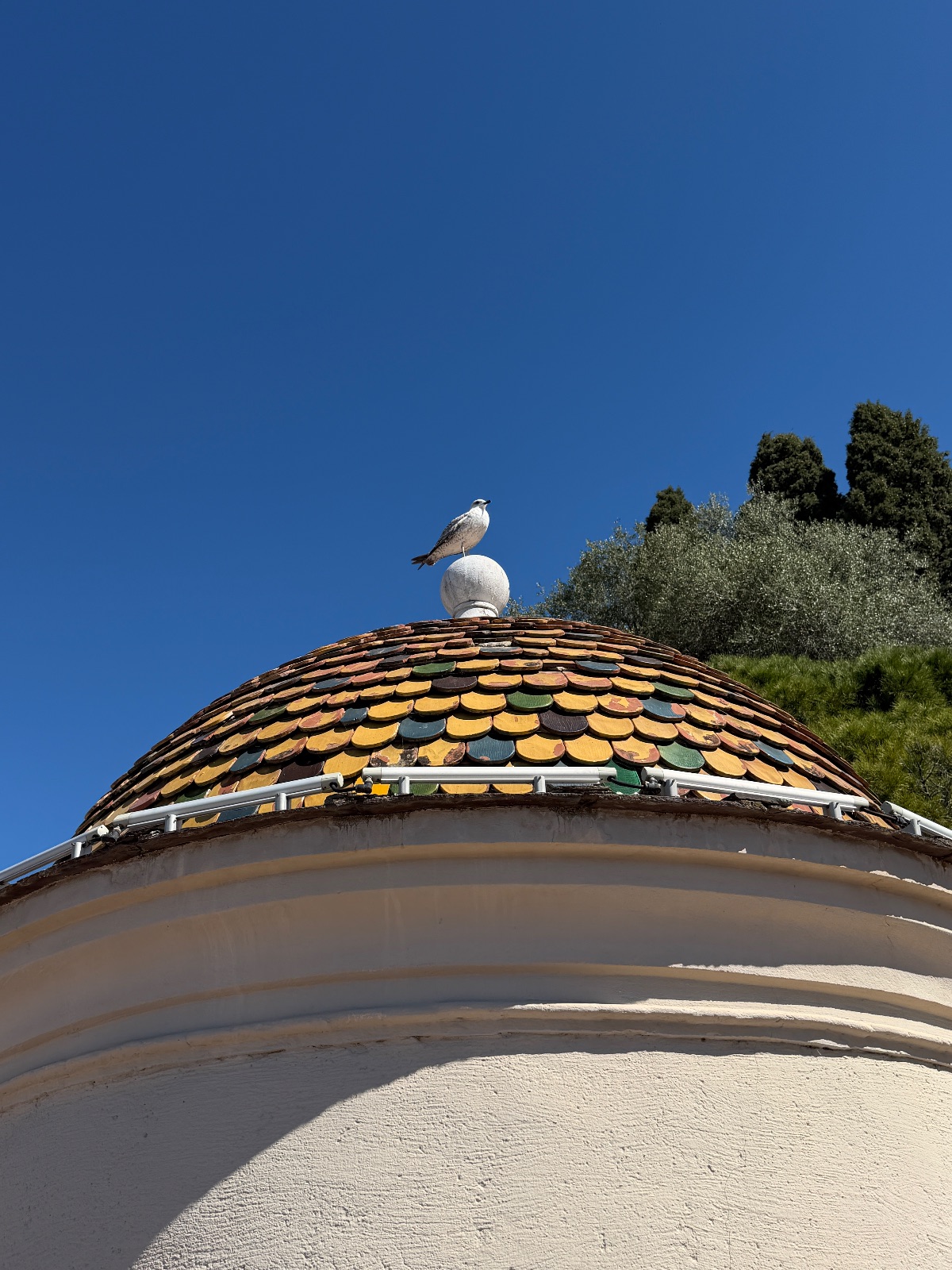 Seagull