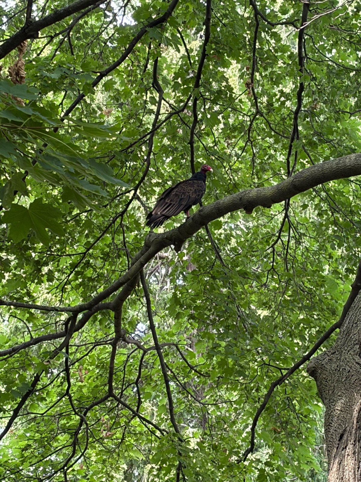 Turkey Vulture