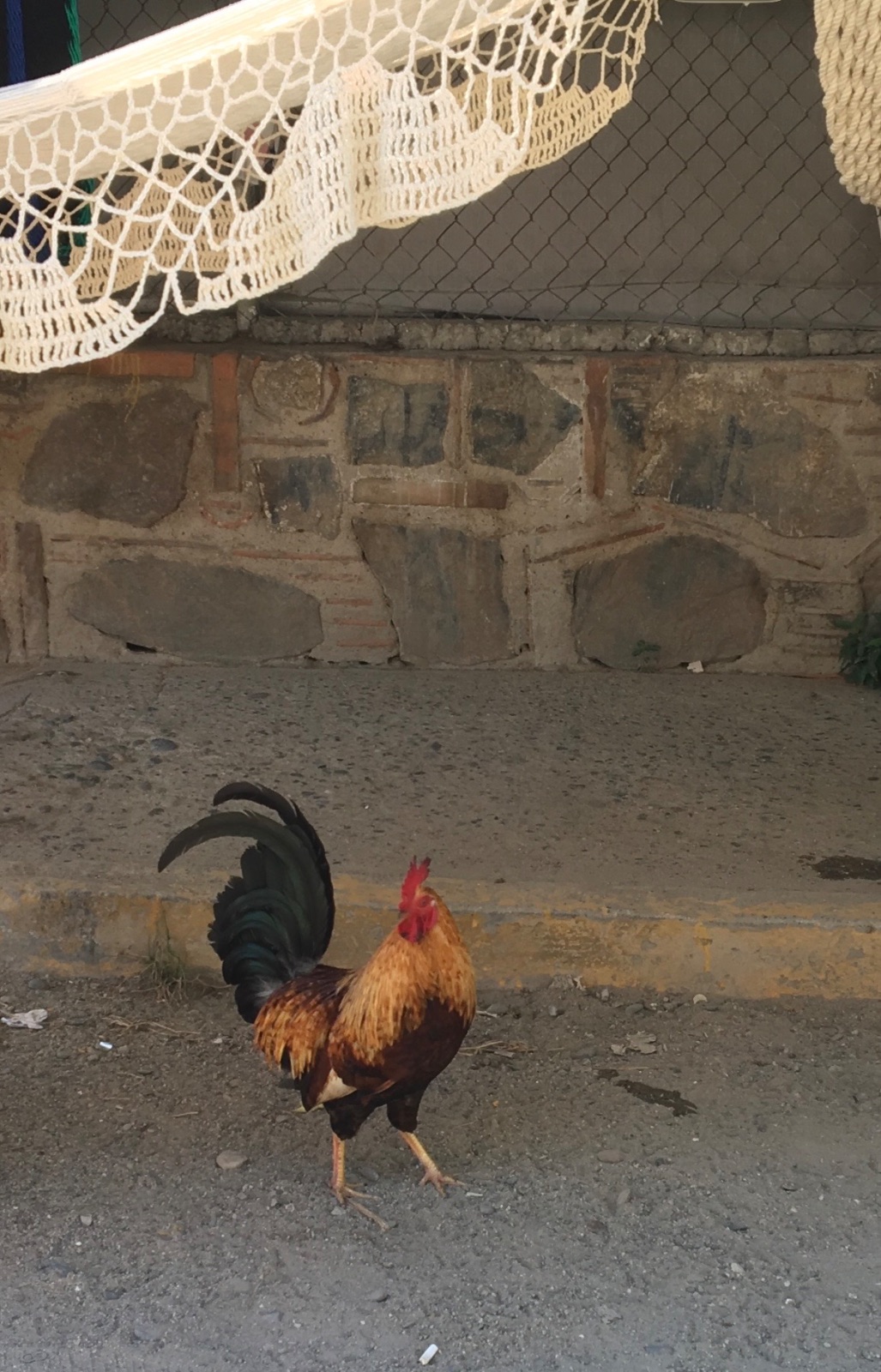 Red Junglefowl