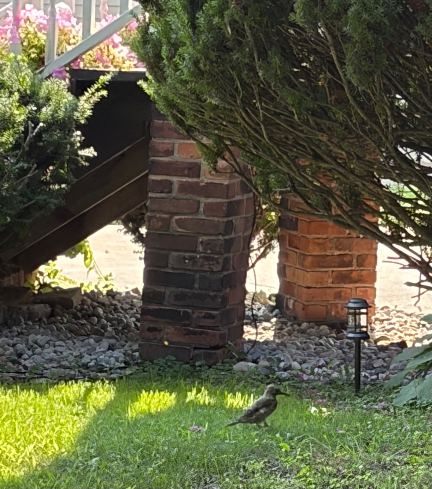 Northern Flicker