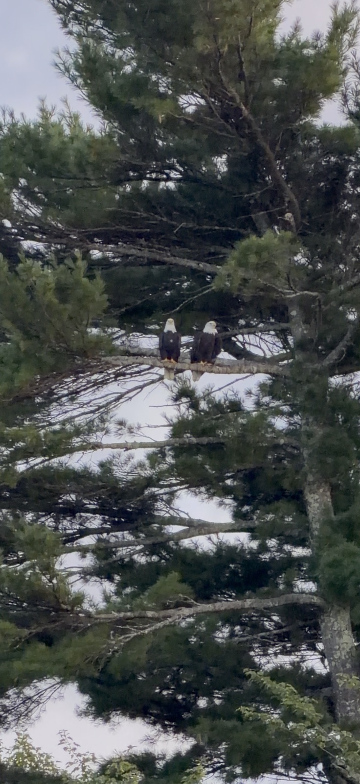 Bald Eagle