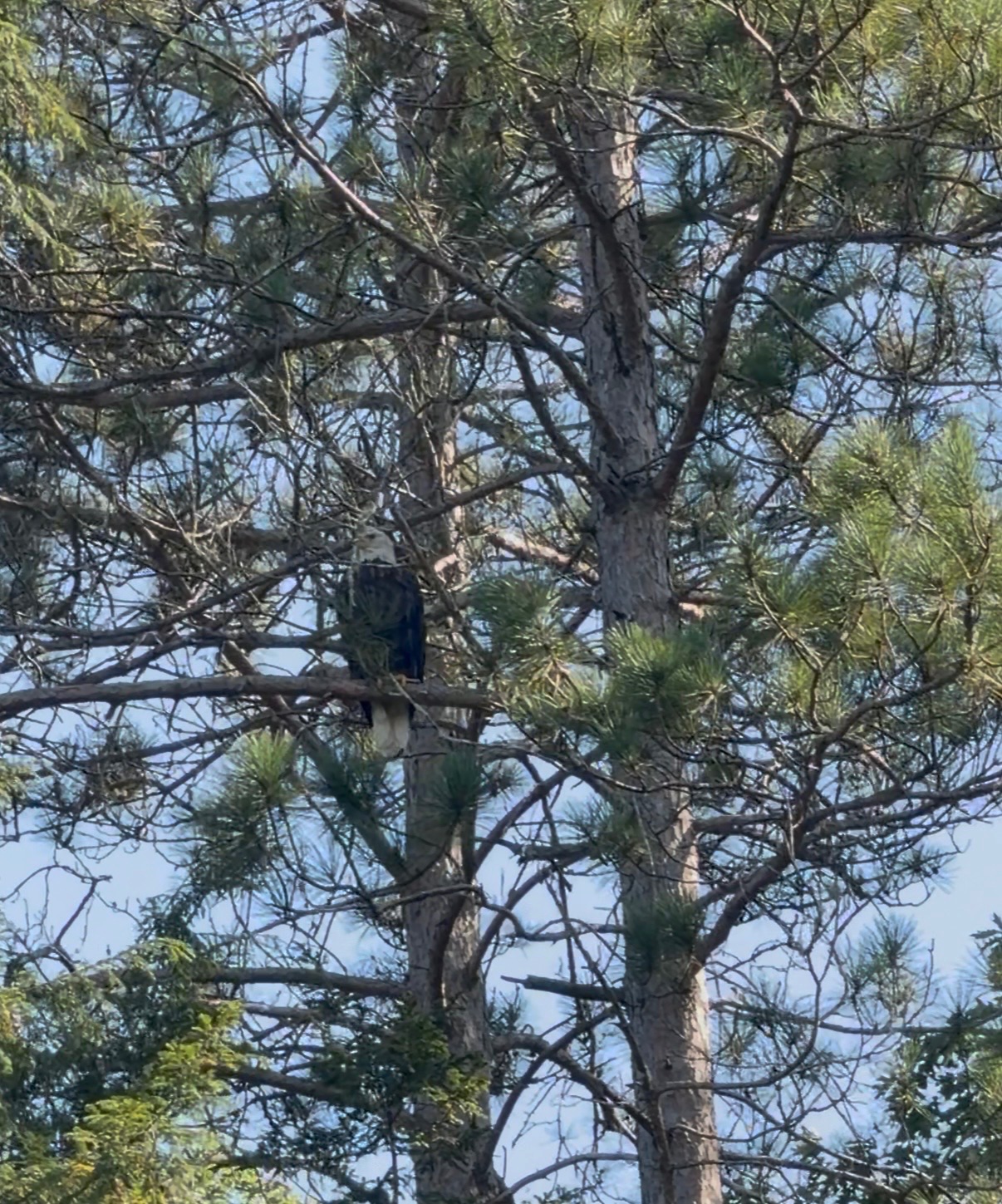 Bald Eagle