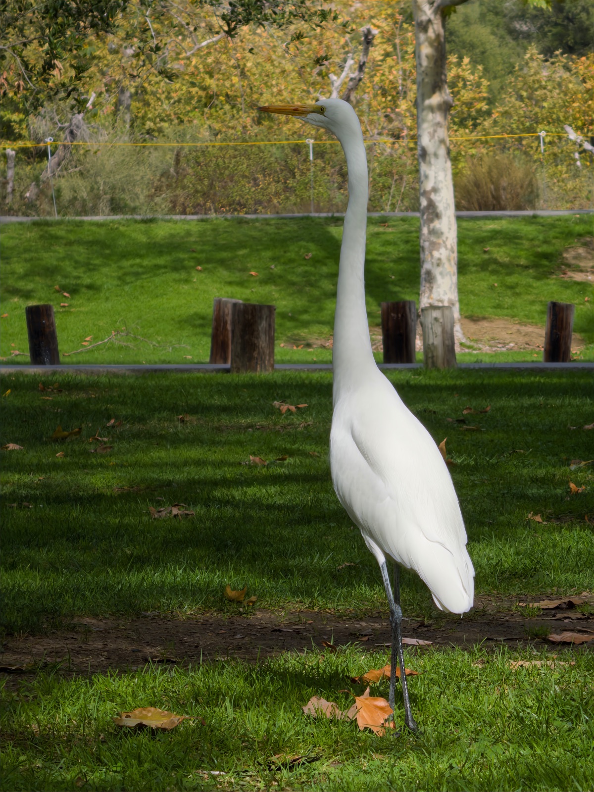 Great Egret