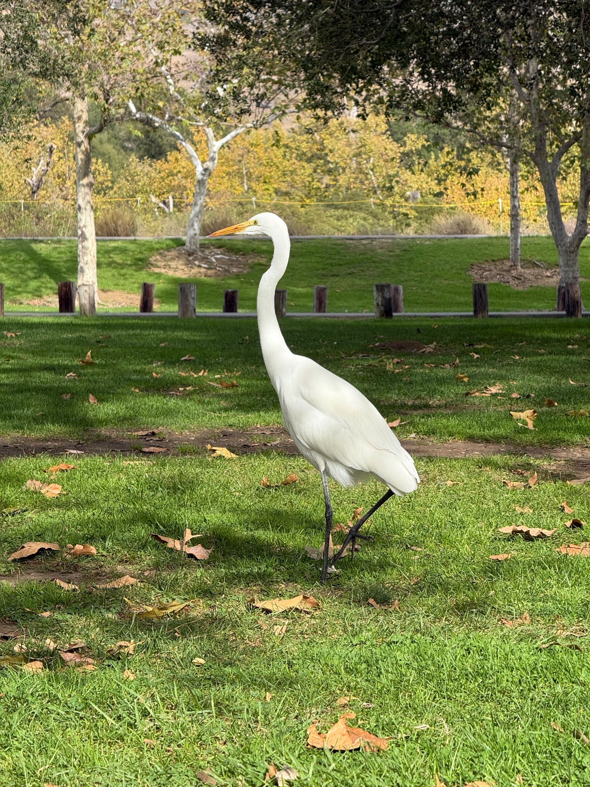 Great Egret