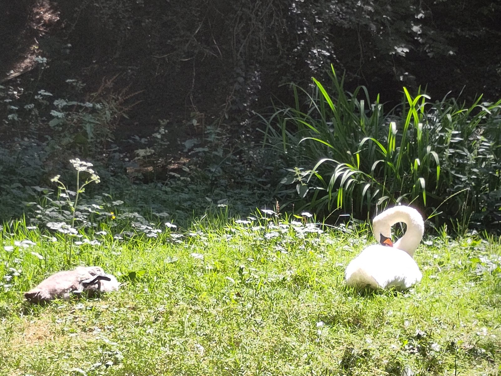 Whooper Swan