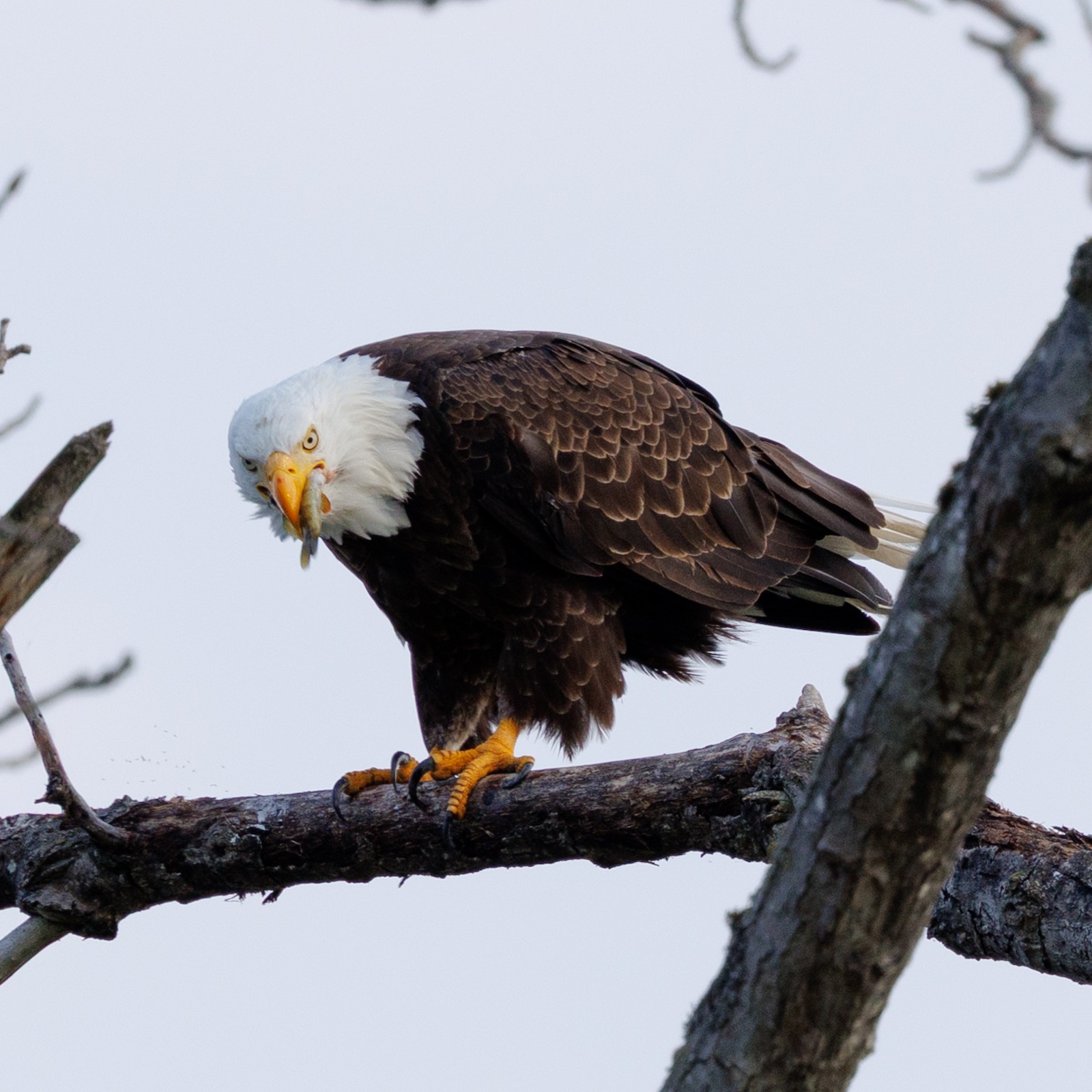 Bald Eagle