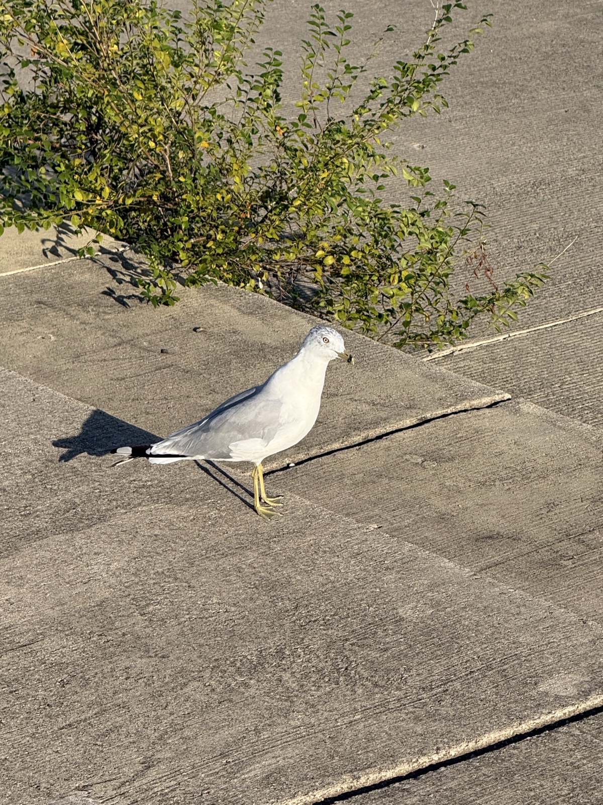 Ring-billed Gull