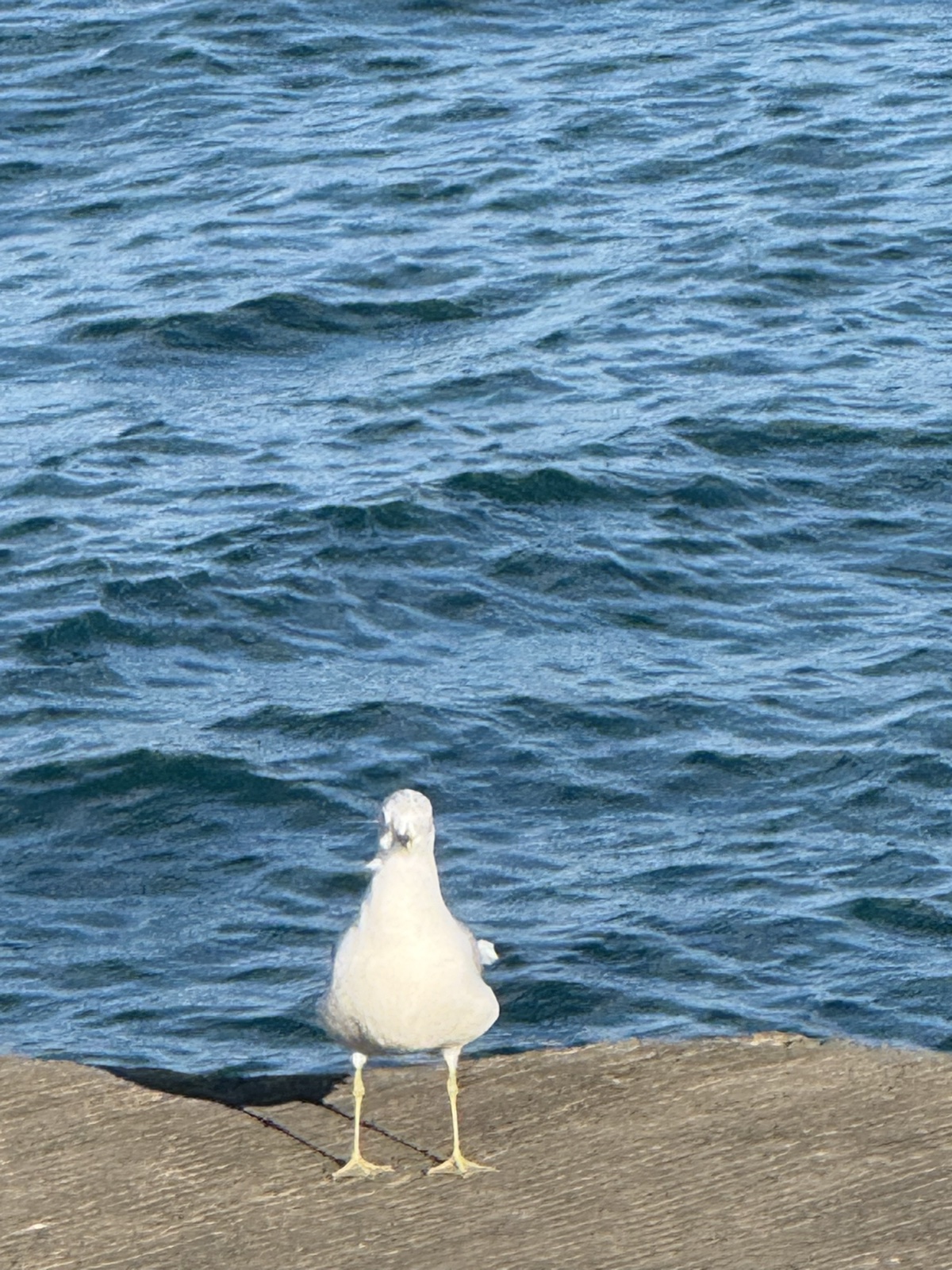 Ring-billed Gull