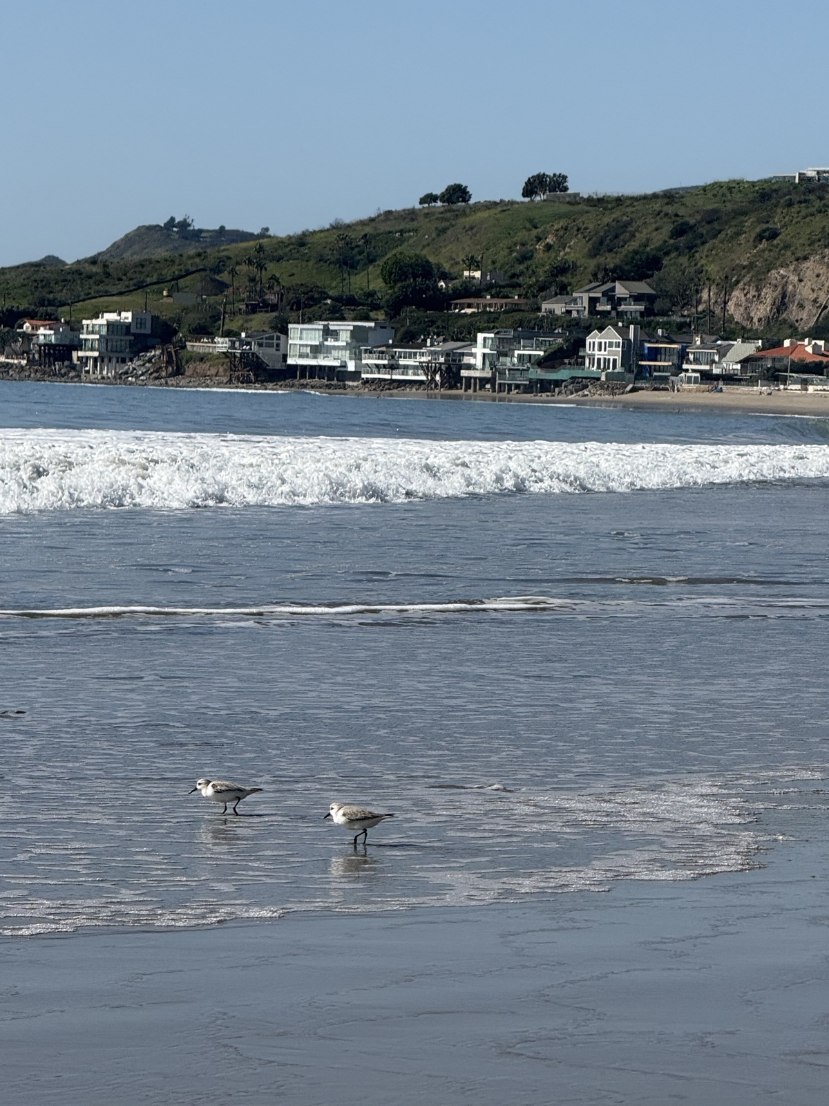 Sanderling